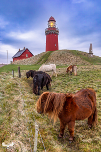 14168 - Horses at Bovbjerg Fyr lighthouse