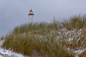 14186 - Beachgrass with snow, Nr.Lyngvig Fyr ligthouse in background