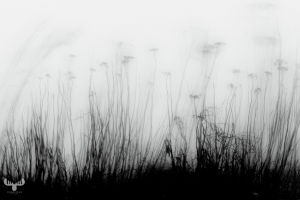 14237 - Grasses in fog at Ringkøbing Fjord, B/W, art version