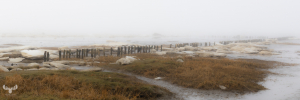 14240 - Ice and fog at Wadden sea in winter