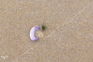 14264 - Sea Shell on sand at Sortebædalen Strand