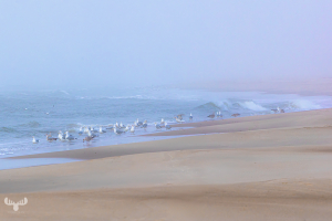 14267 - Sortebædalen Strand with gulls in fog