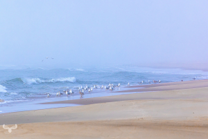 14268 - Sortebædalen Strand in fog with gulls