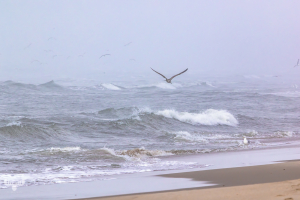14270 - Flying gulls at Sortebædalen Strand in fog