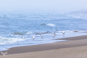 14272 - Sea gulls at Sortebædalen Strand North Sea