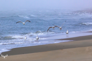 14273 - Sortebædalen Strand with sea gulls at North Sea