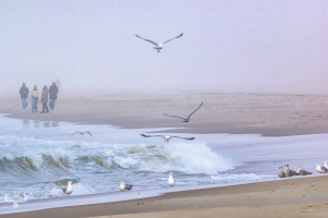 14277 - North Sea at Sortebædalen Strand with sea gulls and people