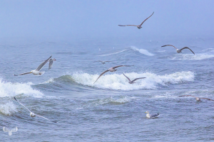 14280 - Sea gulls flying over North Sea
