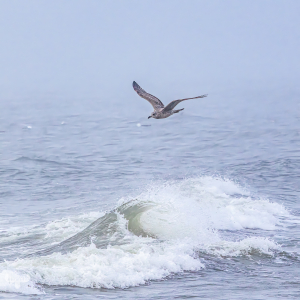 14281- Sea Gull over wave at North Sea