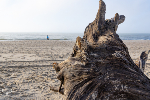 14283 - Driftwood log and people at North Sea Beach