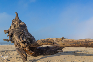 14284 - Driftwood log at Sortebædalen Strand North Sea