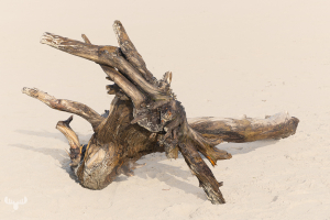 14285 - Driftwood log on sandy beach at Sortebædalen Strand