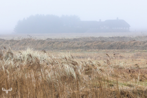 14286 - Old farmhouse in fog at Ringkøbing Fjord