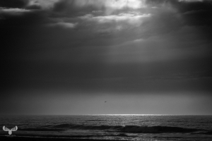 14298 - Magic Sunray light  on North Sea with gull, B/W