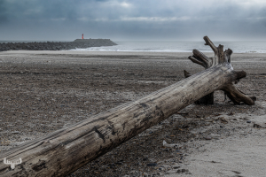 14307 - Driftwood log on Hvide Sande beach at pier