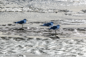 14334 - Common gulls on icy Ringkøbing Fjord in winter