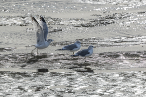 14336 - 3 Common gulls on incy Ringkøbing Fjord in winter