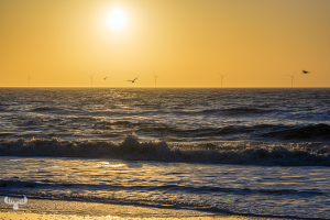 14344 - Søndervig North Sea sunset with wind turbines and gulls