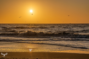 14346 - Søndervig North Sea sunset with waves, gulls and wind turbines