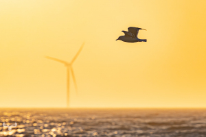 14347 - Sea gull over Søndervig North Sea with wind turbine