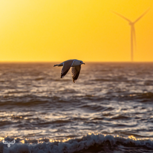 14348 - Sea gull flying over Søndervig North Sea at sunset