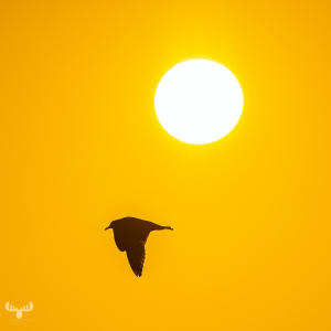 14349 - Silhouette of sea gull against sun