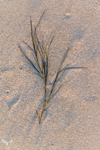 14351 - Sea grass on sunset sandy beach