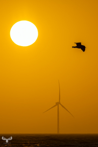 14352 - Gull, Sun and wind turbine at sunset sky North Sea