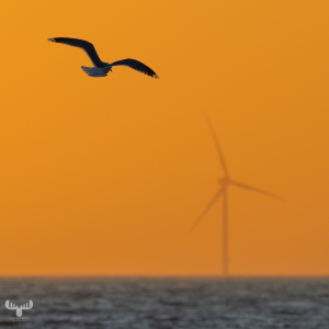 14353 - Sea gull flying into sunset sky