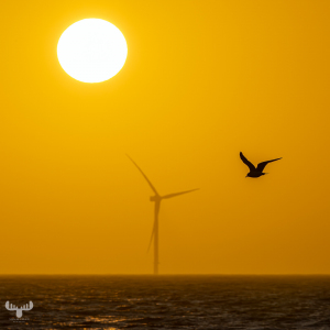 14354 - Seagull, wind turbine and sun over North Sea sunset
