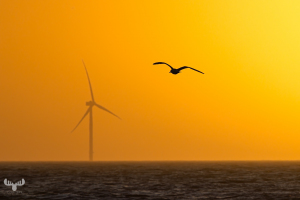 14355 - Seagull flyong over sunset North Sea with wind turbine