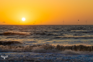 14359 - Dreamy North sea sunset with gulls and wind turbines