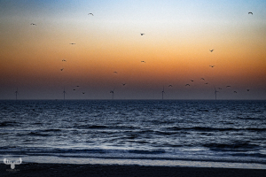14365 - North sea sunset with wind turbines and gulls - art version
