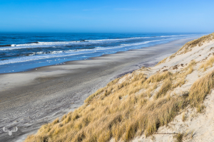14369 - North Sea beach with dunes at Nr.Lyngvig
