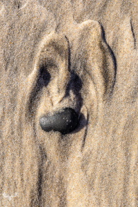 14372 - Sand and stone nose dog at North sea beach