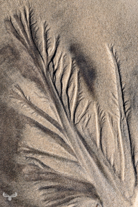 14377 - Sand tree structure at North Sea beach