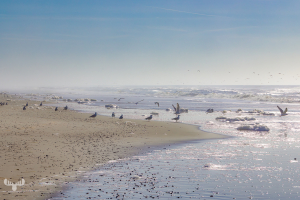 14381 - North Sea beach at Nr.Lnygvig with sea gulls
