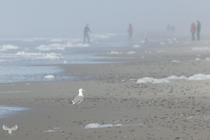 14384 - Sea gull on North Sea beach at Nr.Lyngvig, people in background