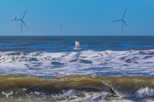 14385 - Sea gull flying at Nr.Lyngvig North Sea beach