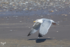14391 - Flying sea gull at North Sea beach