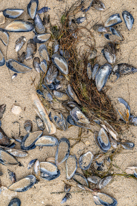 14397 - Sea shells on North sea sandy beach