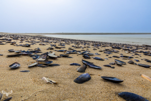 14398 - Seashells at Hvide Sande harbour beach with pier