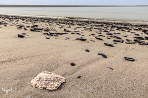 14399 - Seashells at Hvide Sande harbour beach