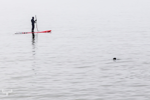 14405 - SUP on North Sea with sea with harbor seal