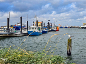 145111 - Gull on pole in Hvide Sande harbor with fishing boats