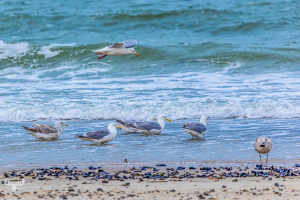 14526 - Seagulls at North Sea water edge