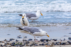 14525 - Seagulls at North sea feasting