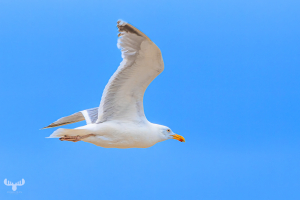 14526 - Seagull flying on blue sky