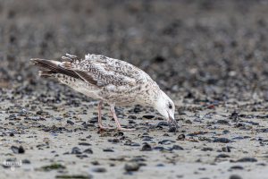 14527 - Young seagull on North Sea beach