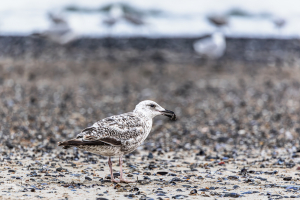 14528- Young seagull on North Sea beach